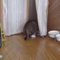 元ボス猫が『病院』を察した結果…まさかの"全然隠れられていない…