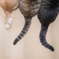 猫の『しっぽの種類』5選　形ごとの名称や特徴をご紹介