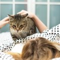 『飼い主を踏みつける』猫が考えていること4つ