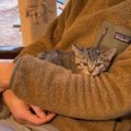 保護されて『9日目の子猫』→抱っこの練習をしていると…微笑ましい光景が14…