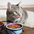 猫がドライフードを食べてくれない！対策できる２つの事