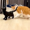 赤ちゃんネコのおしりが顔に近づいた瞬間、兄ネコがものすごいスピー…