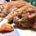 なぜ？子猫がずっと遊び続ける理由５つ