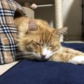 『猫が好きなこと』トップ５