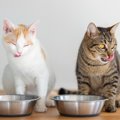 『猫用の食器』をきれいに洗う4つの方法　人用洗剤はあまり使わないほうが…