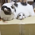 ダンボールに入って猫が遊んでいたら、『巨漢の猫』が…破壊力の高すぎ…