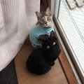 何かを探してるの？猫が部屋の中をウロウロする心理