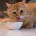 猫の『置きエサ』を止めるためのステップ５つ