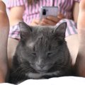 猫が『股の間で寝る』のが好きな4つの理由　このフィット感がたまらニ…