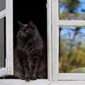 猫の『家出』につながるダメな住環境3選　ドア、窓…猫が抜け出せそう…