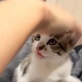 生後2か月の保護子猫の頭を撫でようとしたら…まさかの『拒否の仕方』が147…