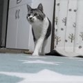 ひとり遊びする猫ちゃんをこっそりカメラで隠し撮り