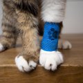 猫を守るために備えたい『救急グッズ』4つ　活用できる場面や使い方のポイ…