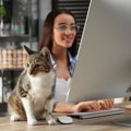 「2代目のオフィス猫」が、職場を和やかにしてくれる　オーストラリア