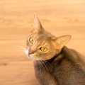 猫が見つめる理由とは？飼い主をじっと見る9つの心理