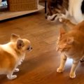 初対面のワンコが気になって仕方ない猫→猛アタックしていたら、同居犬…