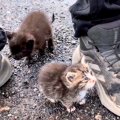 雨の中、必死に追いかけてきた『2匹の子猫』…涙が止まらない『素敵すぎる…