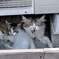 気温30度超え、炎天下の駐車場で『授乳をしていた親子猫』…保護された光景…