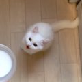 消えたと思っていた幻の子猫動画