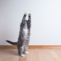 猫がぐ～んと『ストレッチ』をする4つの理由