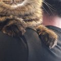 3か月ぶりに帰ってきた息子が『猫を抱っこ』した結果…可愛すぎる『猫の表…