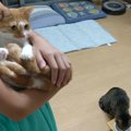 大好きなお姉ちゃんをとられた猫ちゃん、さあどうする？！