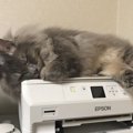 猫が職場にいることのメリット5つ