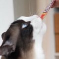 おやつをもらう先輩猫→となりにいた『後輩猫の表情』を見ると……キュンとく…