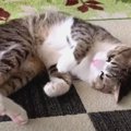 カーペットの匂いで"くねくね"！不思議な仕草を見せる兄猫…