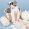 猫のノミをお風呂で落とす！シャンプーの方法やおすすめ商品