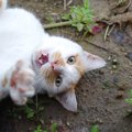 猫の飼い主が『わがままに応えすぎる』とどうなるの？３つのデメリッ…