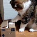 猫が『箱の中から猫が出てくるおもちゃ』で遊んでいたら…予想外の『シュー…