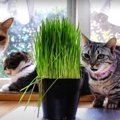 興味津々！猫草に好奇心をくすぐられた猫さんたち