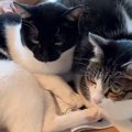 『40万再生突破』女の子の勉強を“全力で阻止”する2匹の猫が話題に…「愛が…
