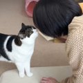 猫に『大好きな妹が家にいるドッキリ』しかけたら…"感動の再会&q…