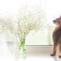 猫がかすみ草を食べちゃった！中毒症状はある？食べていい草・ダメな…