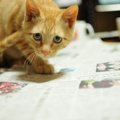 猫が『飼い主さんを邪魔する』ときの心理4選　仕事中やお料理中…やん…