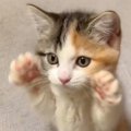 小さな子猫が立ち上がったかと思ったら…次の瞬間→とんでもなく可愛いしぐ…