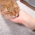 保護猫に愛情をたくさん注いだ結果…大好きなママに見せた『愛おしすぎ…