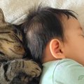 仲良くお昼寝中の『猫と赤ちゃん』→布団をめくってみたら…まさかの『シン…