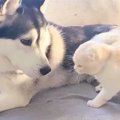 『犬に育てられた猫』→犬が毛づくろいをしていると…『尊すぎる光景』が410…