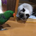 猫とオウムは同居できる？一緒に飼う時の注意点