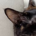 寝ている猫の『顔』を見たら……普段の様子からは想像もできない『衝撃の光…