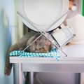 『猫用の食器』を清潔にする洗い方4選　洗剤は何を使えばいいの？