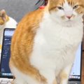 キーボードの上に座っている猫→『入力されている文字』を見ていたら…まさ…