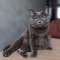 猫の『座り方』に異変を感じたときに疑われる病気5選　痛みを抱えてい…