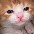 保護されたばかりの赤ちゃん猫→小さな口を開けて…『まさかの行動』が可愛…
