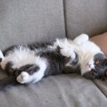 猫が飼い主さんのそばで『ゴローンと横になる』のはなぜ？考えられる6つの…