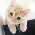 愛猫に『名前』をつけるなら…名付けで失敗しないための3つのポイント…