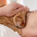 『保護猫とパパ』の幸せ溢れる朝の様子…喉元に"ピタッと"め…